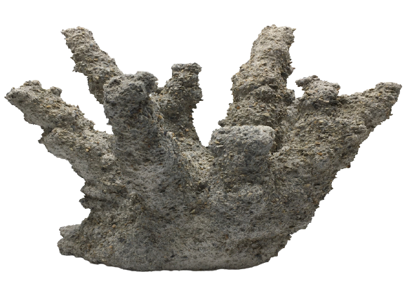 3d-printed in sustainable concrete--classic Caribbean branching coral